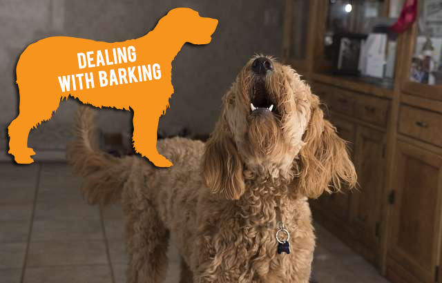 Dealing with barking