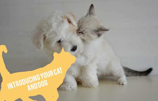 Introducing your cat and dog