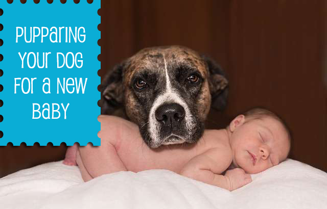 Preparing your dog for a new baby